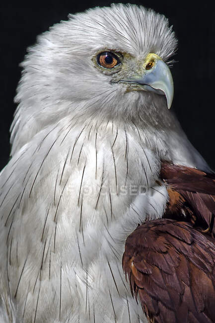 Retrato de uma águia, Indonésia — Fotografia de Stock