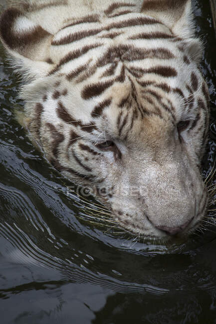 Close-up de um tigre nadando em um rio, Indonésia — Fotografia de Stock