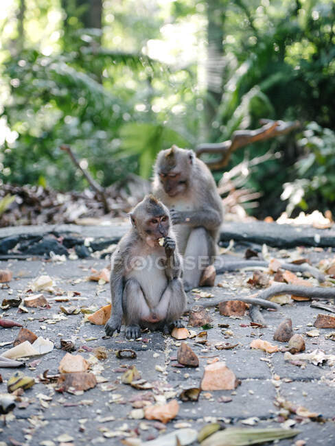 Dos monos de cola larga balineses, Santuario del Bosque del Mono Sagrado, Ubud, Bali, Indonesia - foto de stock
