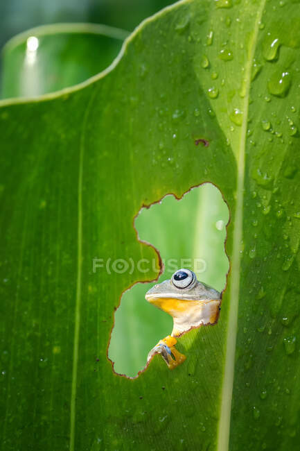 Primer plano de una rana a través de un agujero en una hoja, Indonesia - foto de stock