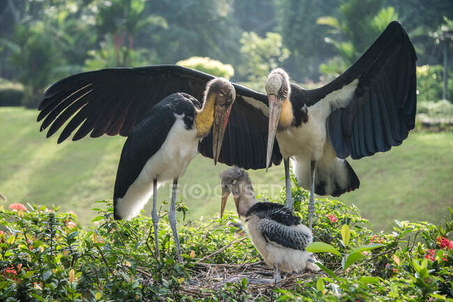 Três aves hornbill, Indonésia — Fotografia de Stock