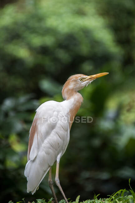 Portrait of a heron, Indonesia — Stock Photo