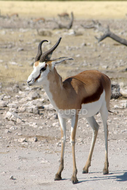 Un groupe d'antilopes mignonnes regardant à travers la distance — Photo de stock