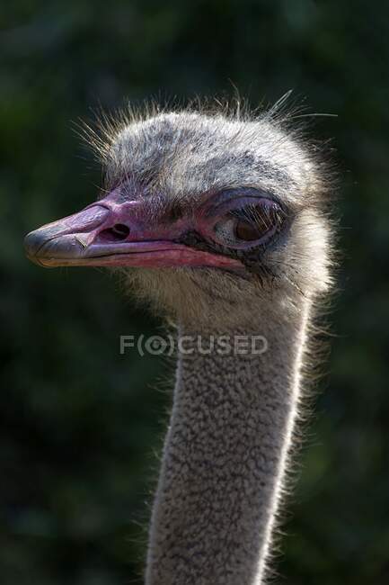 Retrato de la cabeza del emú - foto de stock