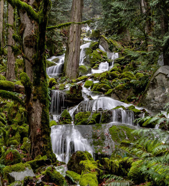 Scène naturelle avec arbres, mousse et cascades — Photo de stock