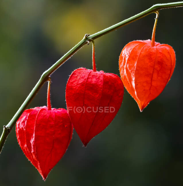 Three red seeds buds on twig, close up shot — Stock Photo