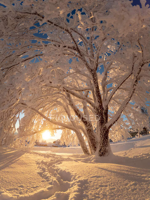Pintoresca vista del bosque cubierto de nieve en el día soleado - foto de stock