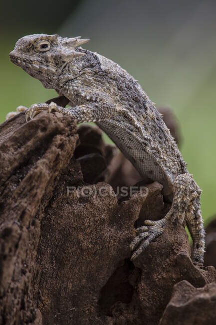 Pequeno lagarto bonito sentado no ramo da árvore, vista de perto — Fotografia de Stock
