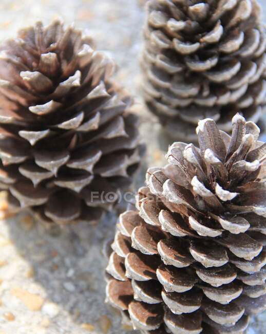 Pine cone on a white background — Stock Photo