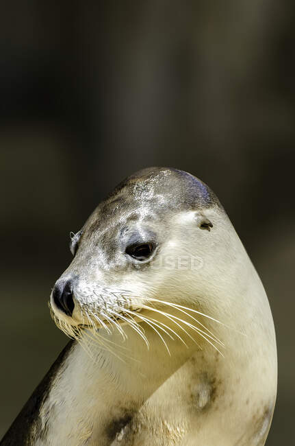 Close-up de um leão marinho bonito — Fotografia de Stock