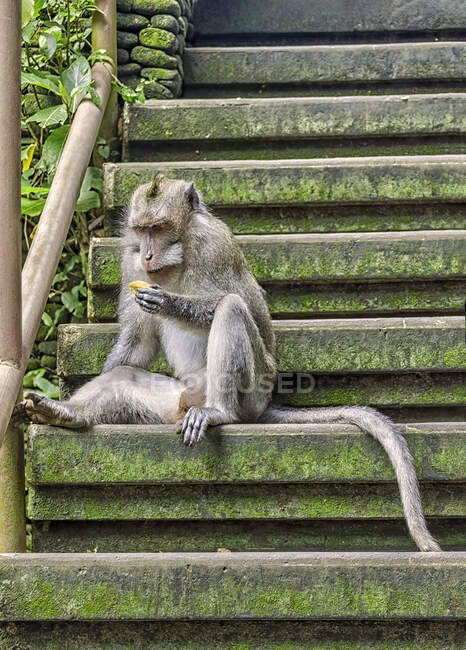 Macaco macaco com cabelos longos no zoológico — Fotografia de Stock