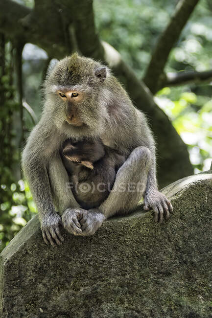 Um jovem macaco sentado na árvore — Fotografia de Stock