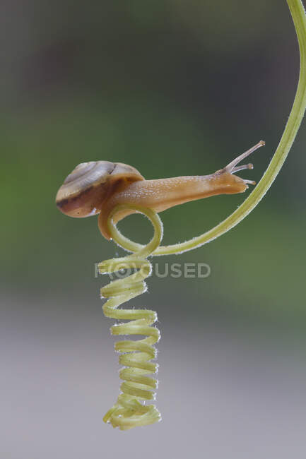 Escargot se déplaçant sur la plante, vue rapprochée — Photo de stock