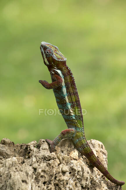 Lizard on a green background — Stock Photo