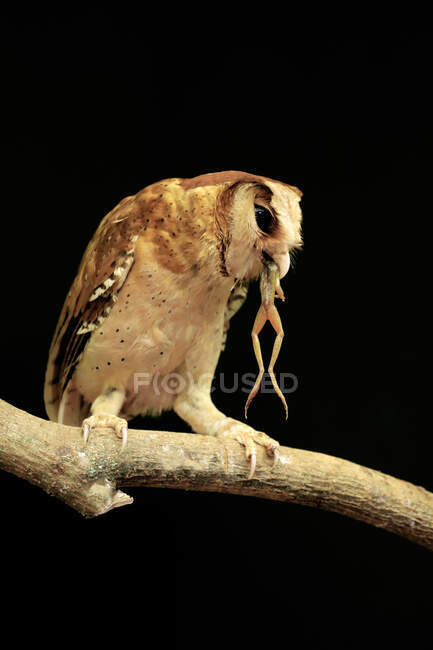Милая маленькая сова с лягушкой во рту, сидящая на ветке дерева на размытом естественном фоне — стоковое фото
