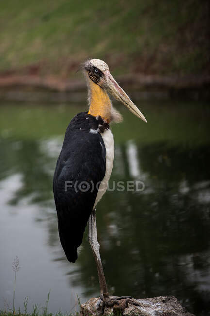 Luminoso grande uccello seduto a riva del fiume su sfondo naturale sfocato — Foto stock