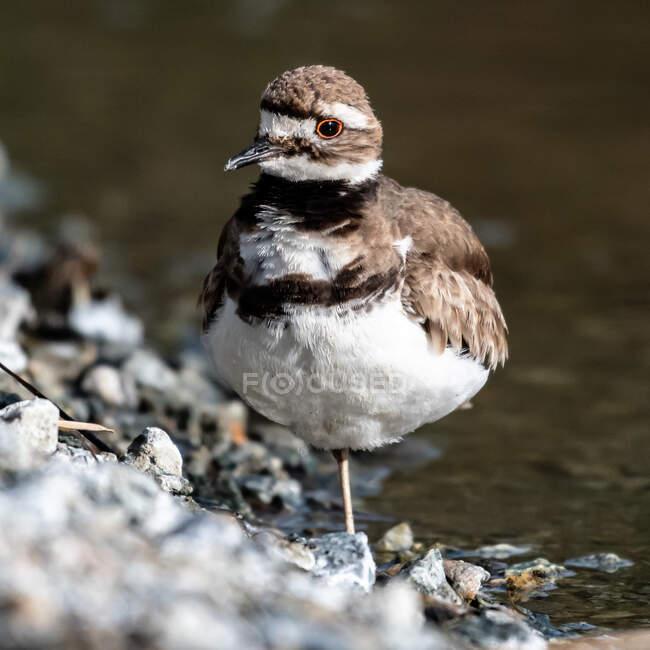 Niedlicher kleiner Vogel sitzt am Ufer des Flusses auf verschwommenem natürlichen Hintergrund — Stockfoto