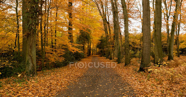 Picturesque view of endless autumn forest at sunny day — Stock Photo