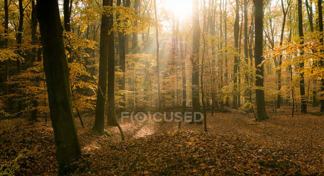 Pintoresca vista del interminable bosque otoñal en un día soleado - foto de stock
