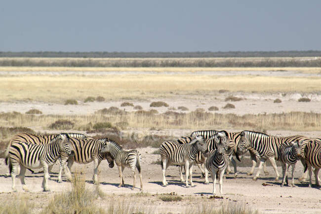 Cebras en el pozo de Okaukuejo en el calor del mediodía en el Parque Nacional Etosha, Namibia - foto de stock