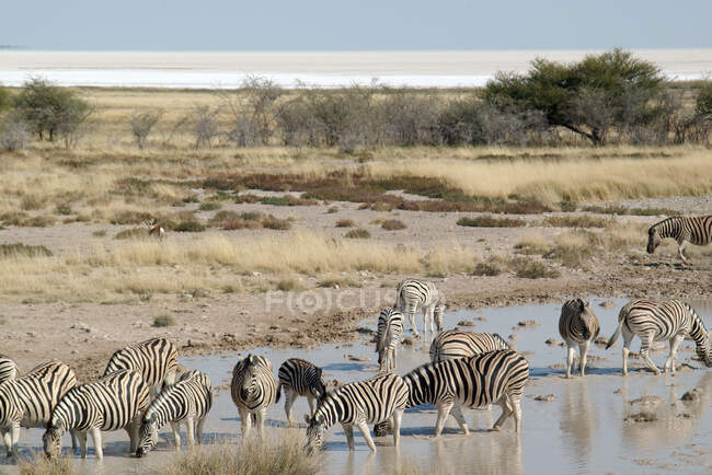 Zebre a Okaukuejo waterhole a metà giornata di calore a Etosha National Park, Namibia — Foto stock