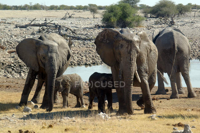 Elefantes en el abrevadero de Okaukuejo a mediodía en el Parque Nacional Etosha, Namibia - foto de stock