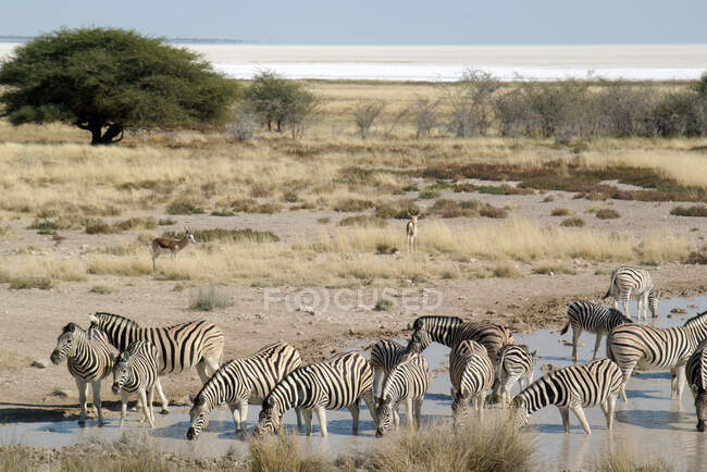 Zebras am Okaukuejo-Wasserloch in der Mittagshitze im Etosha-Nationalpark, Namibia — Stockfoto