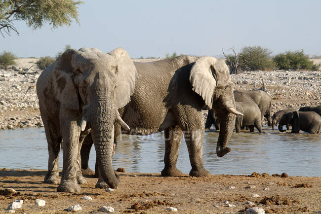 Elephants at Okaukuejo waterhole in mid-day heat at Etosha National Park, Namibia — Stock Photo
