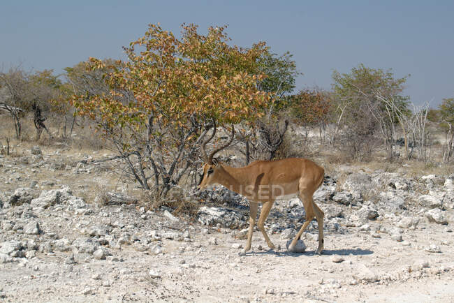 Антилопа в саванне Намибии — стоковое фото