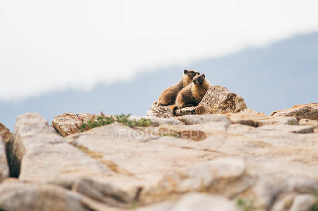Кошка смотрит на вершину скал на фоне гор летом — стоковое фото