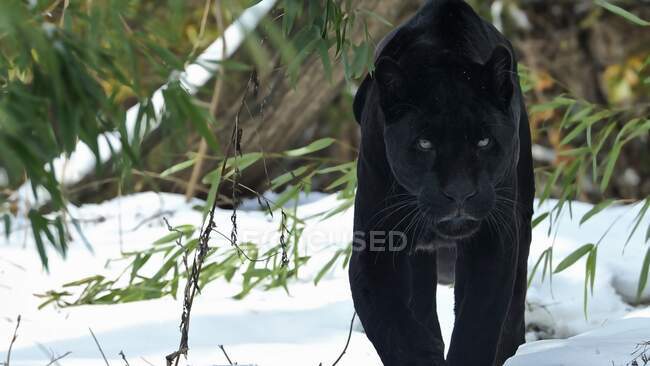 Schwarzer Panther im Wald — Stockfoto