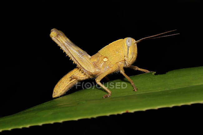 Grasshopper on green leaf outdoor, summer concept, close view — Stock Photo
