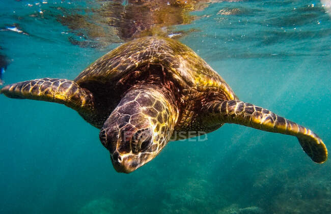 Meeresschildkröte im Wasser — Stockfoto