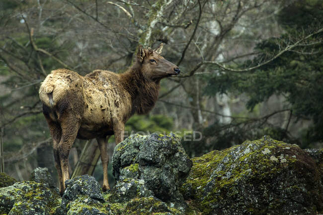 Female moose in forest scene view — Stock Photo