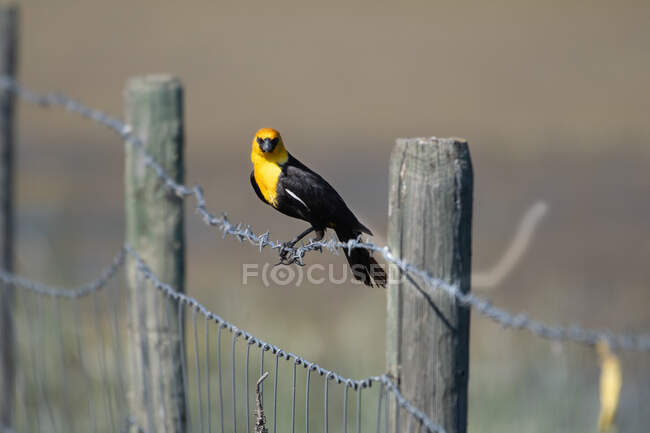 Cute little bird sitting on fence at sunny day — Stock Photo