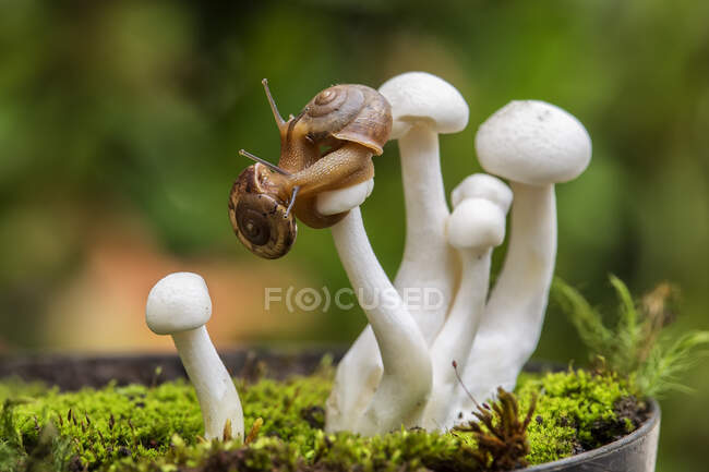 Крупним планом равлик на грибах у лісі — стокове фото