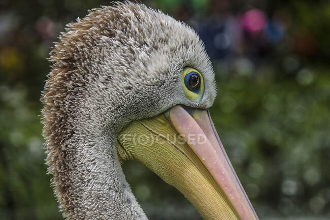 Bonito pelicano no céu borrado fundo — Fotografia de Stock