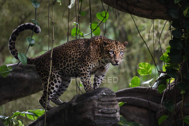 Uma bela foto de um leopardo no parque nacional Kruger — Fotografia de Stock