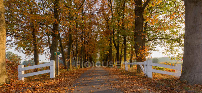 Picturesque view of alley in autumn park at sunny day — Stock Photo