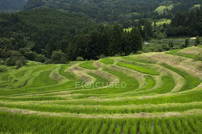 Erhöhte üppig grüne Szene landwirtschaftlicher Felder — Stockfoto