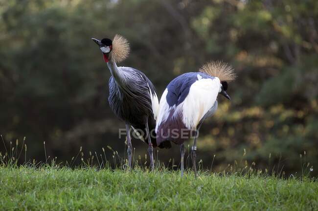 Crane birds standing on green grass with blurred natural background — Stock Photo