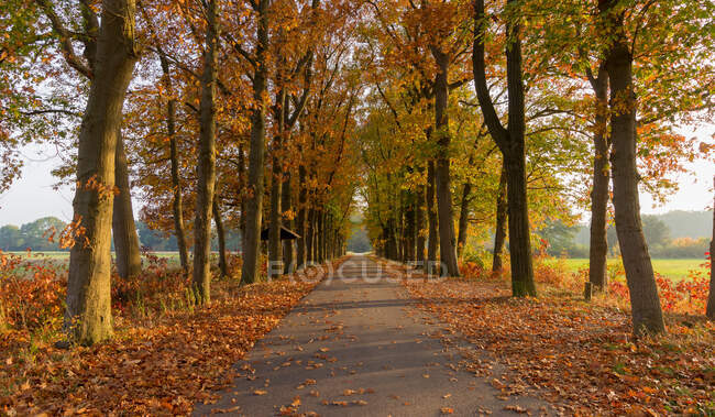 Vue pittoresque de la forêt d'automne sans fin au jour ensoleillé — Photo de stock