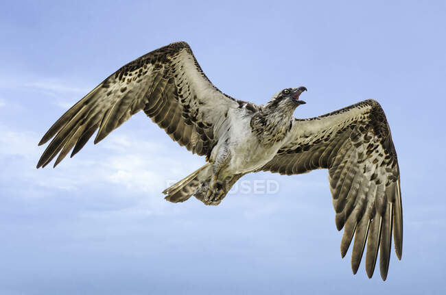 Hawk flying on blue sky background — Stock Photo