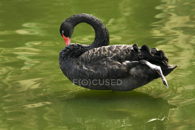 Beautiful black swan swimming on lake water surface at summer day — Stock Photo