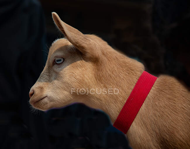 Close portrait of a goat with a straw hat. — Stock Photo