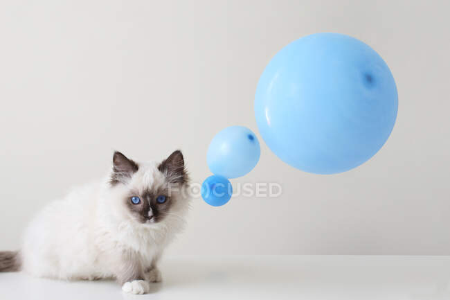 Кошка с голубыми шариками на белом фоне — стоковое фото