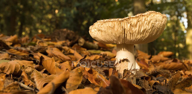 Мальовничий вид на гриб серед осіннього опалого листя в лісі в сонячний день — стокове фото