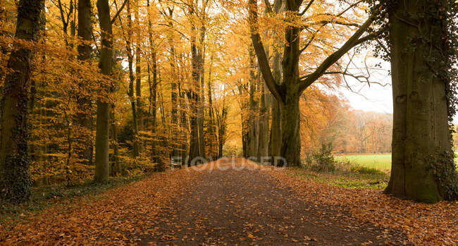 Picturesque view of alley in park forest at sunny day — Stock Photo
