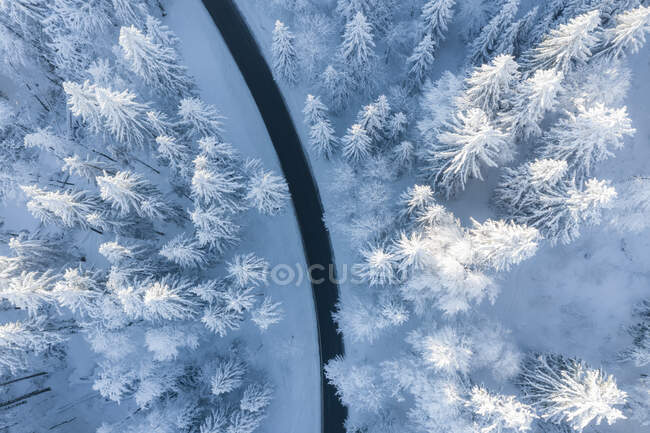 Hermosa vista del bosque de invierno - foto de stock