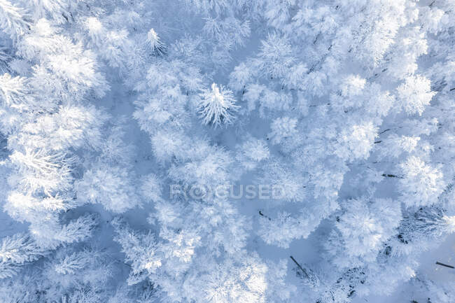 Patrones helados en la nieve. bosque de invierno congelado. - foto de stock